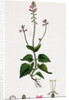 Circaea Alpina Alpine Enchanter's-Nightshade by Anonymous