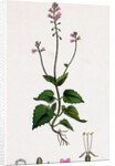 Circaea Alpina Alpine Enchanter's-Nightshade by Anonymous