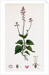 Circaea Alpina Alpine Enchanter's-Nightshade by Anonymous