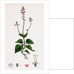 Circaea Alpina Alpine Enchanter's-Nightshade by Anonymous