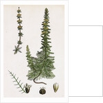 Myriophyllum Verticillatum Whorled Water-Milfoil by Anonymous