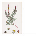 Myriophyllum Spicatum Spiked Water-Milfoil by Anonymous