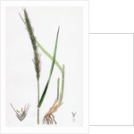 Triticum Caninum Wood Couch-Grass by Anonymous