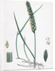 Triticum Eu-Repens Common Couch-Grass by Anonymous