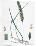 Triticum Eu-Repens Common Couch-Grass by Anonymous