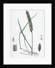 Triticum Eu-Repens Common Couch-Grass by Anonymous