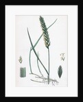 Triticum Eu-Repens Common Couch-Grass by Anonymous
