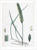 Triticum Eu-Repens Common Couch-Grass by Anonymous
