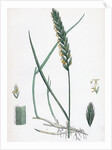 Triticum Eu-Repens Common Couch-Grass by Anonymous