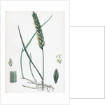 Triticum Eu-Repens Common Couch-Grass by Anonymous