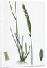 Triticum Pungens Erect Sea Couch-Grass by Anonymous