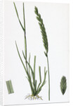 Triticum Pungens Erect Sea Couch-Grass by Anonymous