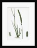 Triticum Pungens Erect Sea Couch-Grass by Anonymous