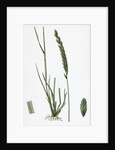 Triticum Pungens Erect Sea Couch-Grass by Anonymous
