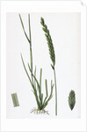 Triticum Pungens Erect Sea Couch-Grass by Anonymous