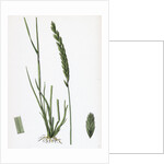 Triticum Pungens Erect Sea Couch-Grass by Anonymous