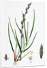 Lolium Eu-Perenne Common Rye-Grass by Anonymous