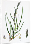 Lolium Eu-Perenne Common Rye-Grass by Anonymous