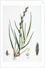 Lolium Eu-Perenne Common Rye-Grass by Anonymous