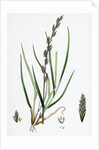 Lolium Eu-Perenne Common Rye-Grass by Anonymous