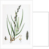 Lolium Eu-Perenne Common Rye-Grass by Anonymous