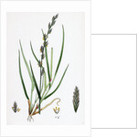 Lolium Eu-Perenne Common Rye-Grass by Anonymous