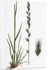 Lolium Italicum Italian Rye-Grass by Anonymous