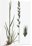 Lolium Italicum Italian Rye-Grass by Anonymous