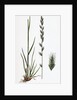 Lolium Italicum Italian Rye-Grass by Anonymous