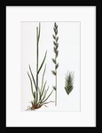Lolium Italicum Italian Rye-Grass by Anonymous