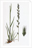 Lolium Italicum Italian Rye-Grass by Anonymous