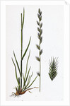 Lolium Italicum Italian Rye-Grass by Anonymous