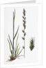 Lolium Italicum Italian Rye-Grass by Anonymous