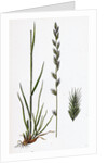 Lolium Italicum Italian Rye-Grass by Anonymous