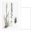 Lolium Italicum Italian Rye-Grass by Anonymous