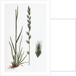 Lolium Italicum Italian Rye-Grass by Anonymous