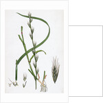 Lolium Temulentum Var. Genuinum Common Darnel Var. A. by Anonymous