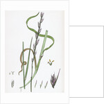 Lolium Temulentum Var. Arvense Common Darnel Var. B. by Anonymous