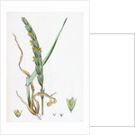 Elymus Arenarius Sand Lyme-Grass by Anonymous