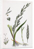 Glyceria Plicata Folded-Leaved Meadow-Grass by Anonymous