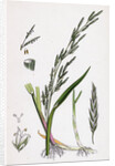 Glyceria Plicata Folded-Leaved Meadow-Grass by Anonymous