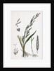 Glyceria Plicata Folded-Leaved Meadow-Grass by Anonymous