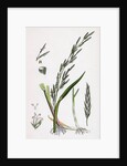 Glyceria Plicata Folded-Leaved Meadow-Grass by Anonymous
