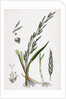 Glyceria Plicata Folded-Leaved Meadow-Grass by Anonymous