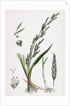 Glyceria Plicata Folded-Leaved Meadow-Grass by Anonymous