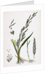 Glyceria Plicata Folded-Leaved Meadow-Grass by Anonymous