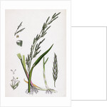 Glyceria Plicata Folded-Leaved Meadow-Grass by Anonymous