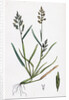 Sclerochloa Procumbens Procumbent Meadow-Grass by Anonymous