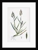 Sclerochloa Procumbens Procumbent Meadow-Grass by Anonymous