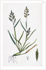 Sclerochloa Procumbens Procumbent Meadow-Grass by Anonymous